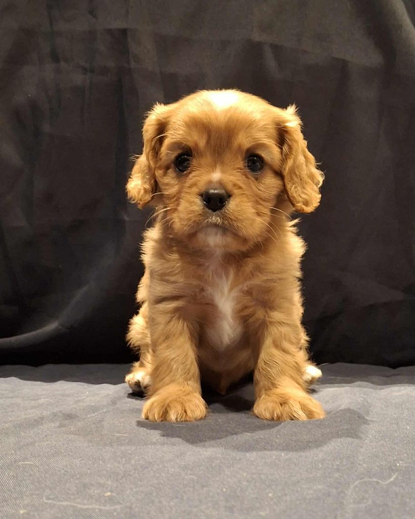 De L'Elite Du Kevezer - Chiots disponibles - Cavalier King Charles Spaniel