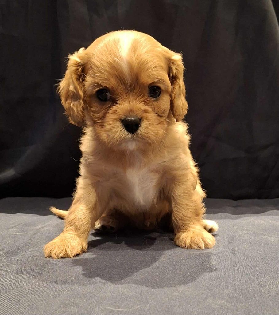 De L'Elite Du Kevezer - Chiots disponibles - Cavalier King Charles Spaniel