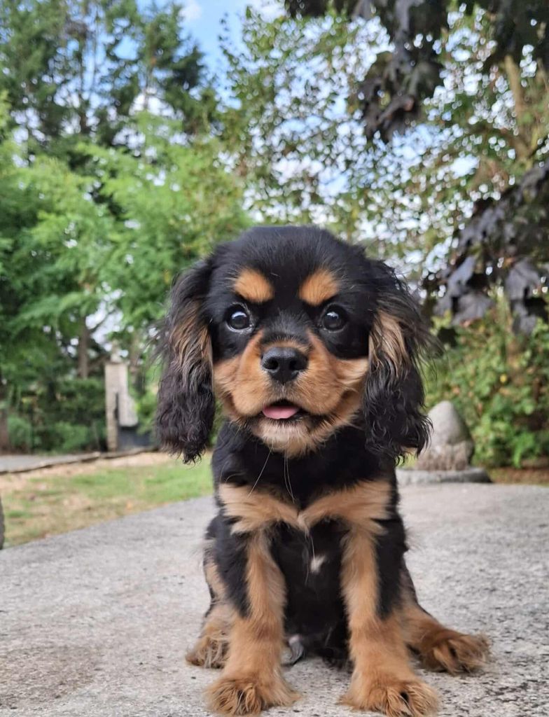 De L'Elite Du Kevezer - Chiots disponibles - Cavalier King Charles Spaniel