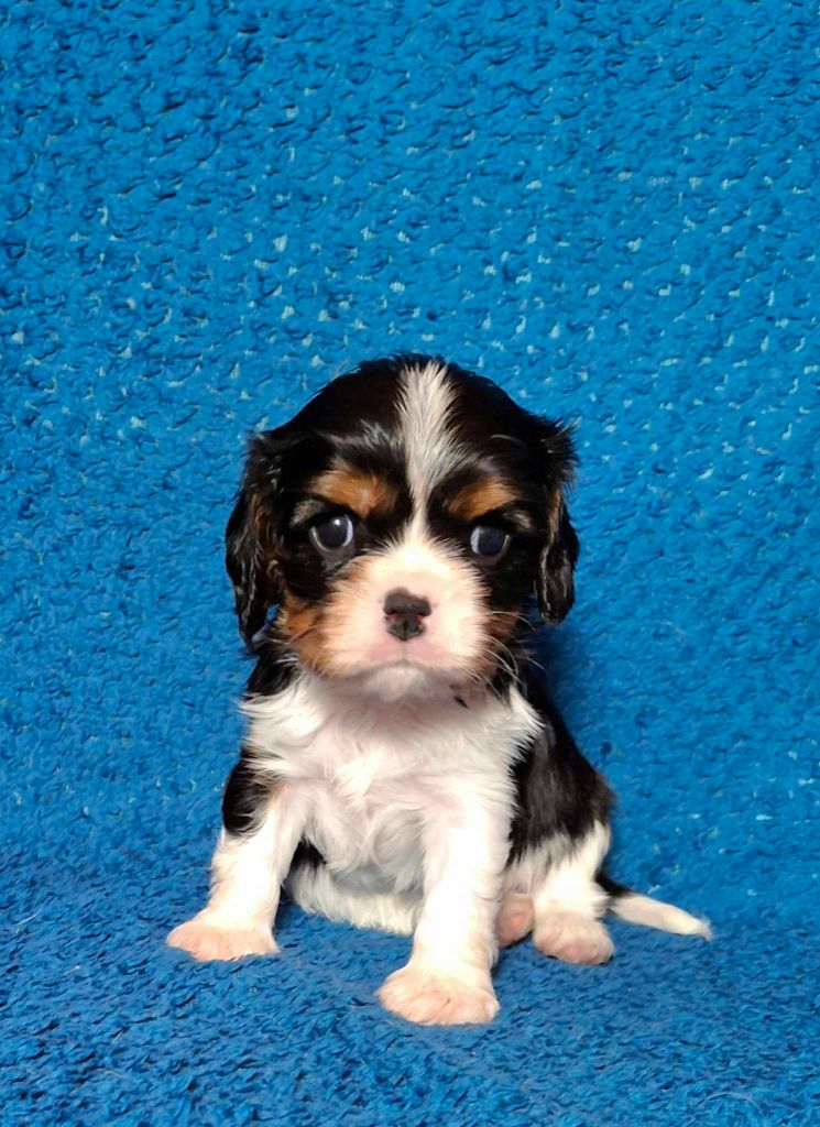 De L'Elite Du Kevezer - Chiots disponibles - Cavalier King Charles Spaniel