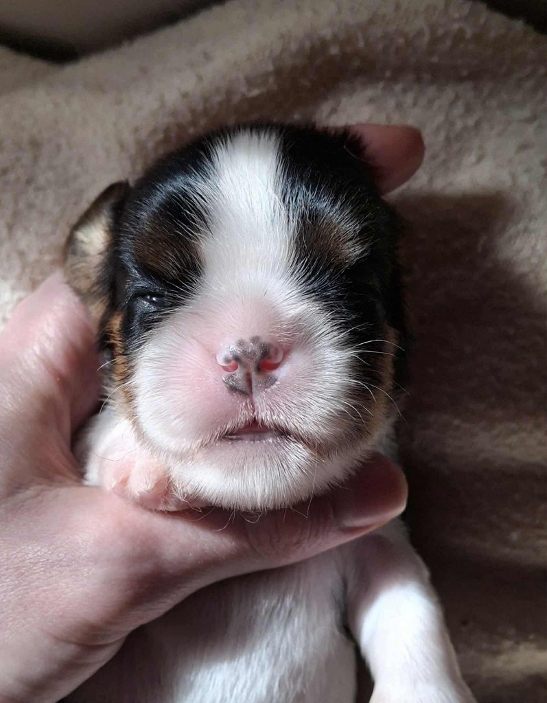 De L'Elite Du Kevezer - Chiots disponibles - Cavalier King Charles Spaniel