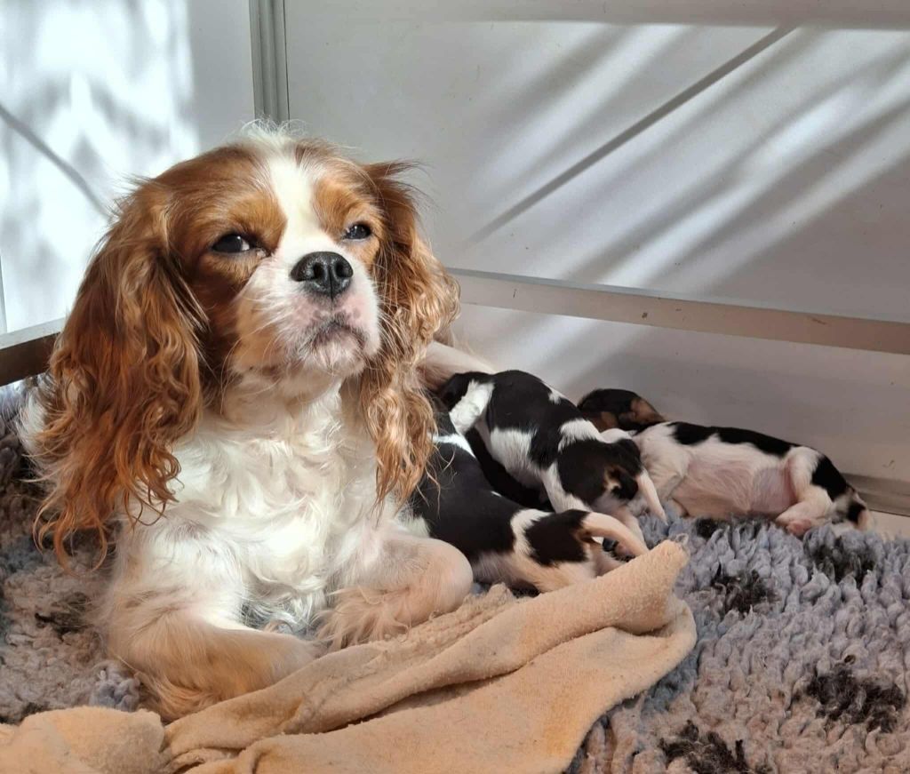 Chiot Cavalier King Charles Spaniel De L'Elite Du Kevezer