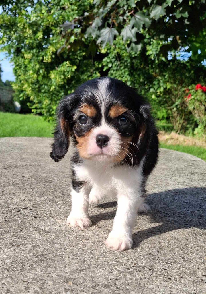 De L'Elite Du Kevezer - Chiots disponibles - Cavalier King Charles Spaniel