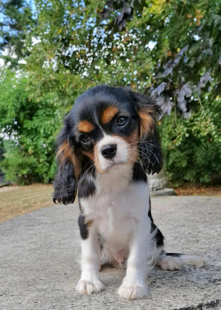 De L'Elite Du Kevezer - Chiots disponibles - Cavalier King Charles Spaniel