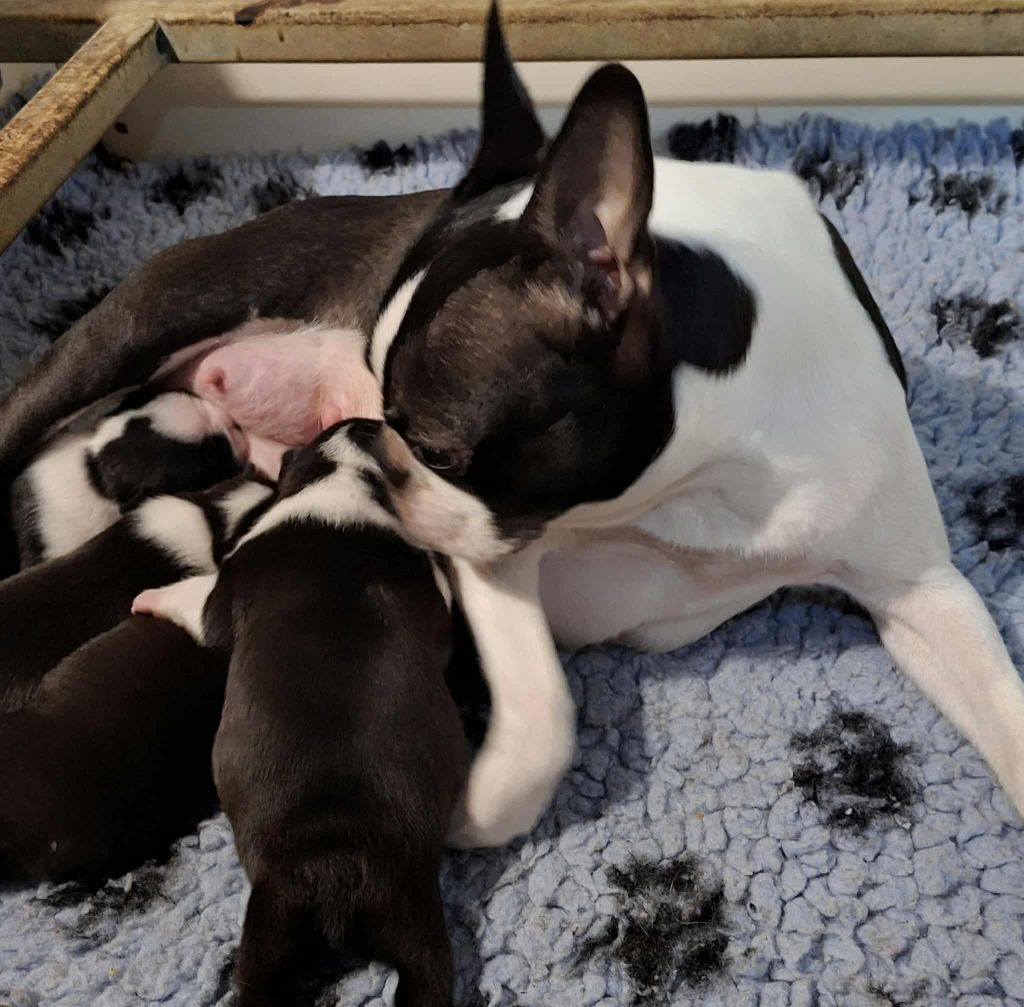 Chiot Boston Terrier De L'Elite Du Kevezer