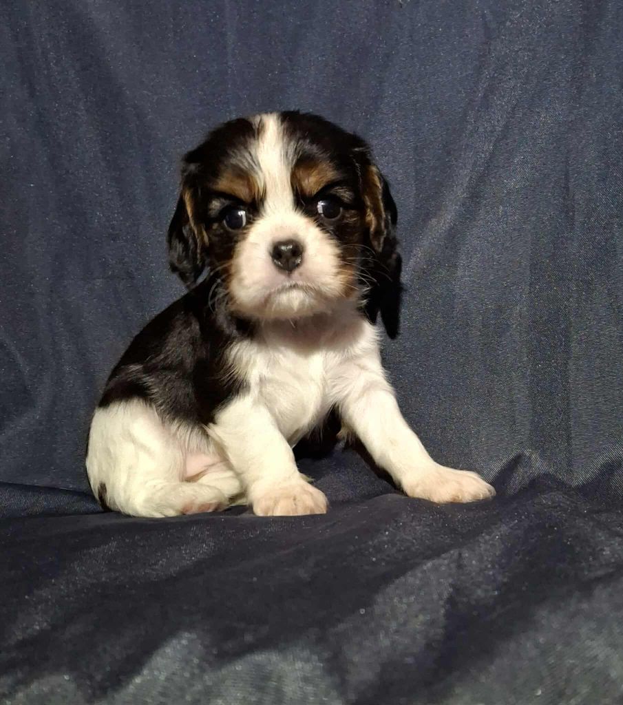 De L'Elite Du Kevezer - Chiots disponibles - Cavalier King Charles Spaniel