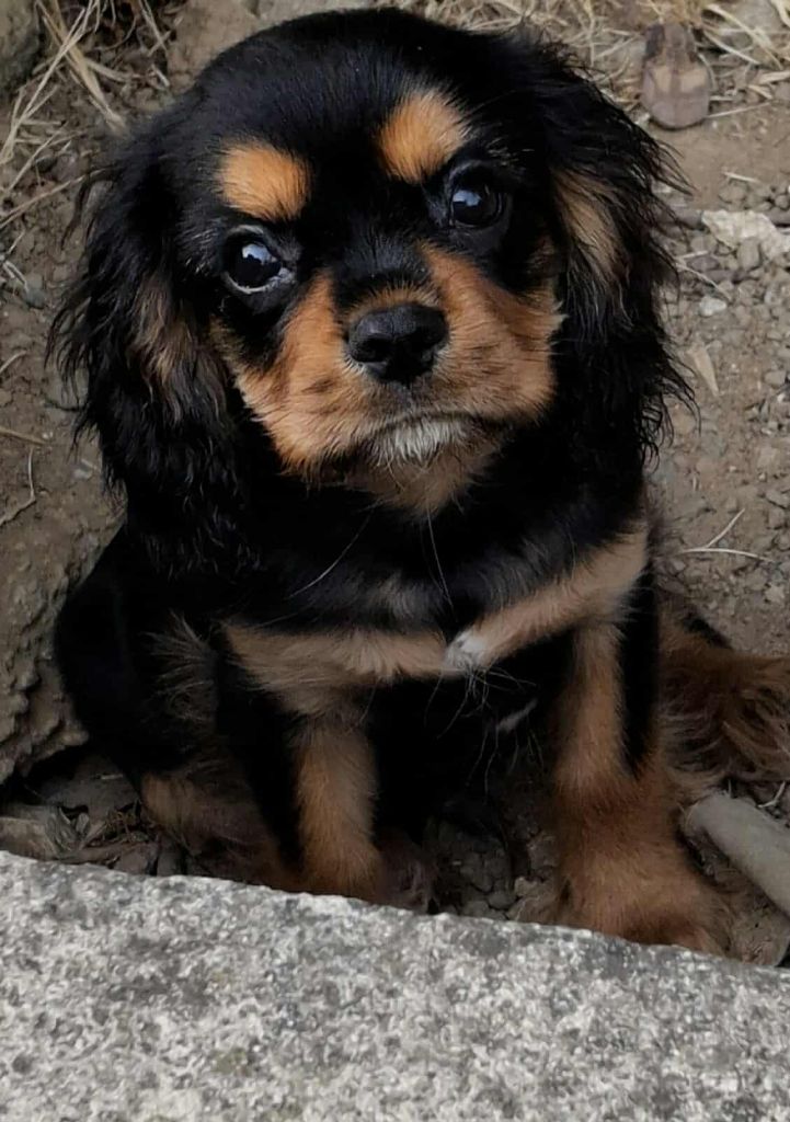 De L'Elite Du Kevezer - Chiots disponibles - Cavalier King Charles Spaniel