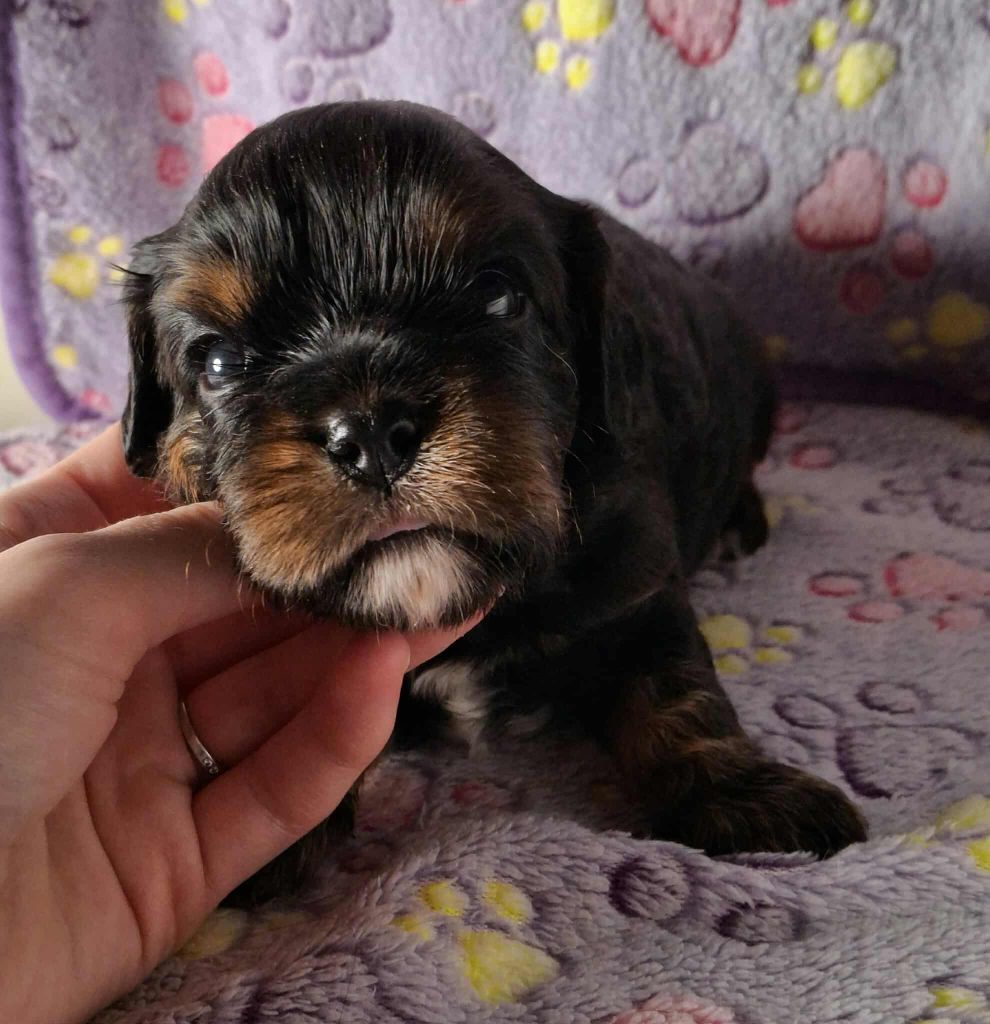De L'Elite Du Kevezer - Chiots disponibles - Cavalier King Charles Spaniel
