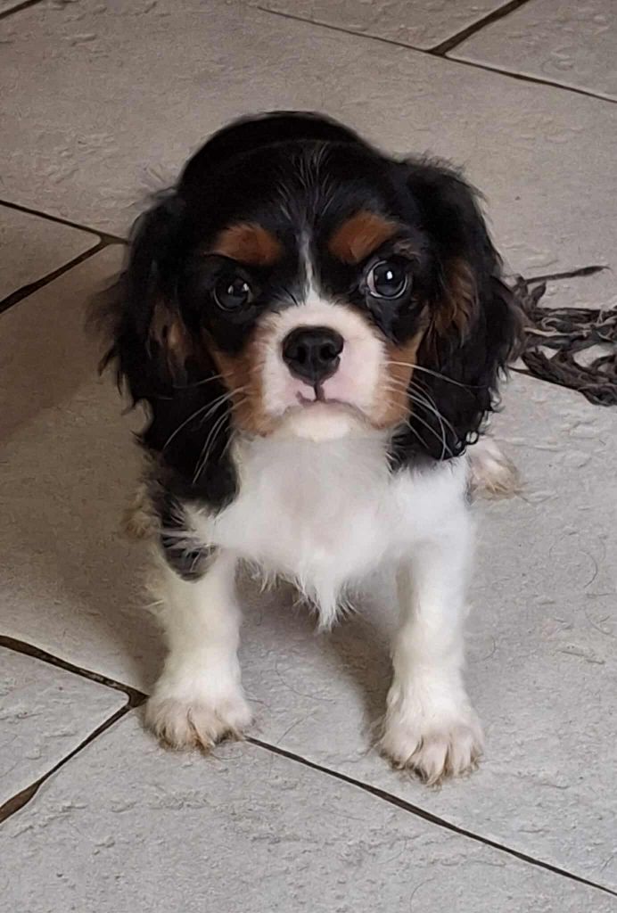De L'Elite Du Kevezer - Chiots disponibles - Cavalier King Charles Spaniel