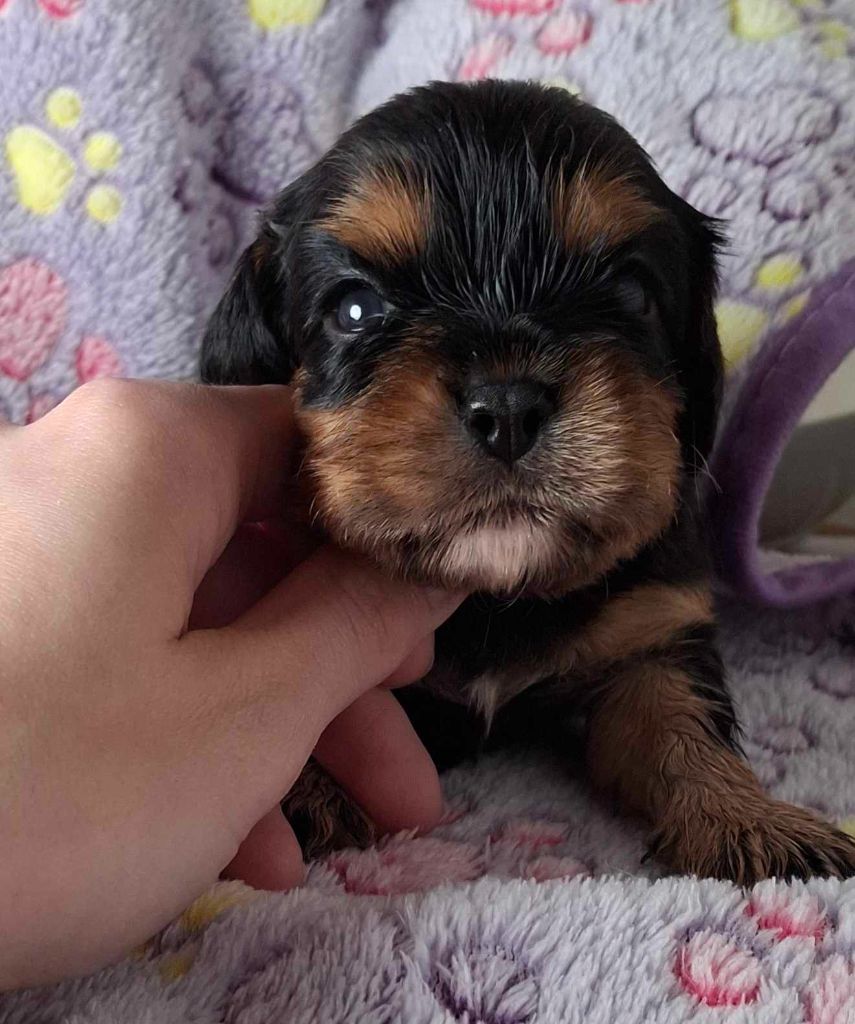 De L'Elite Du Kevezer - Chiots disponibles - Cavalier King Charles Spaniel