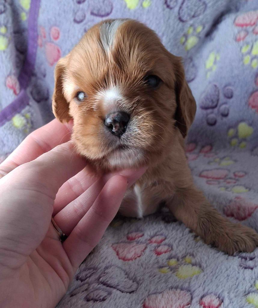 De L'Elite Du Kevezer - Chiots disponibles - Cavalier King Charles Spaniel