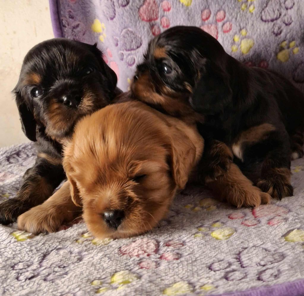 Chiot Cavalier King Charles Spaniel De L'Elite Du Kevezer