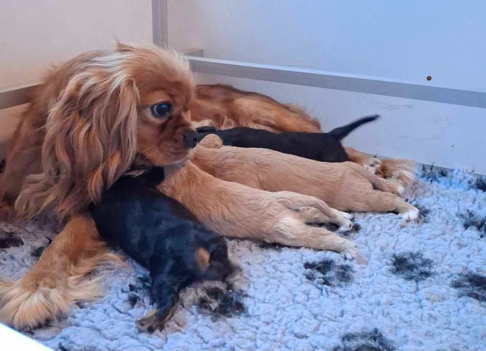 Chiot Cavalier King Charles Spaniel De L'Elite Du Kevezer